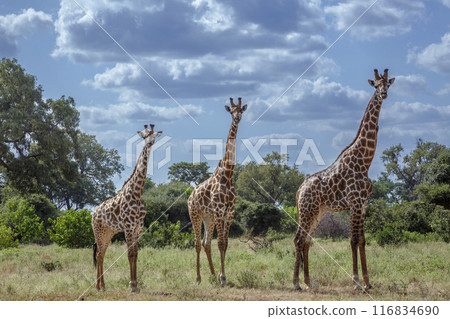 Giraffe in Kruger National park, South Africa Giraffe in Kruger National park, South Africa 116834690
