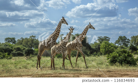 Giraffe in Kruger National park, South Africa 116834693