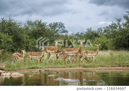Common Impala in Kruger National park, South Africa Common Impala in Kruger National park, South Africa 116834697