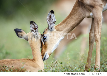 Common Impala in Kruger National park, South Africa Common Impala in Kruger National park, South Africa 116834713