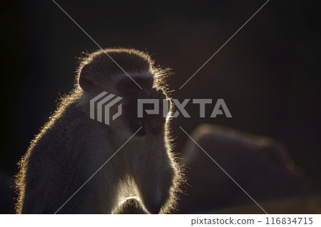 Vervet monkey in Kruger National park, South Africa 116834715