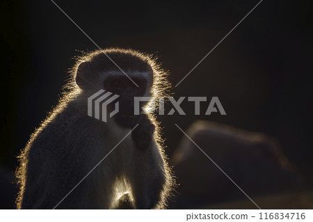 Vervet monkey in Kruger National park, South Africa 116834716
