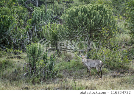 Common Waterbuck in Kruger National park, South Africa Common Waterbuck in Kruger National park, South Africa 116834722