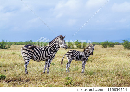 Plains zebra in Kruger National park, South Africa Plains zebra in Kruger National park, South Africa 116834724