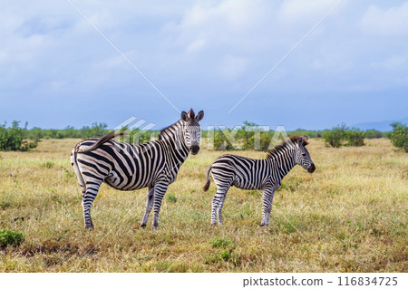 Plains zebra in Kruger National park, South Africa Plains zebra in Kruger National park, South Africa 116834725