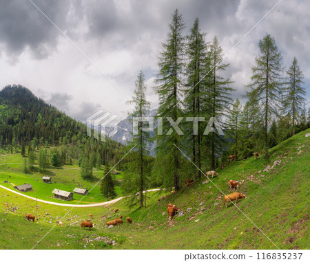 Alpine meadow with cows and rustic houses in Berchtesgaden National Park 116835237