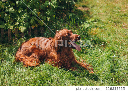Beautiful Irish setter resting in the garden during summer. Brown dog breed Irish setter with his tongue hanging out outdoors in the park. Full body 116835335