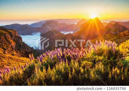 View from Pico do Arieiro, Portugal 116835798