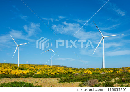 Wind generator turbines. Madeira island, Portugal 116835801