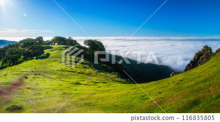 Aerial view of Fanal forest trees on Madeira island, Portugal Aerial view of Fanal forest trees on Madeira island, Portugal 116835805