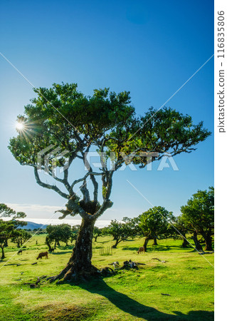 Fanal forest trees on Madeira island, Portugal Fanal forest trees on Madeira island, Portugal 116835806