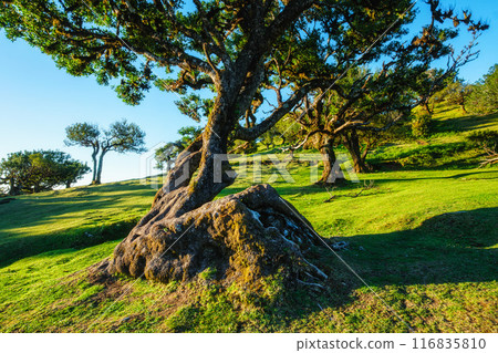 Fanal forest trees on Madeira island, Portugal Fanal forest trees on Madeira island, Portugal 116835810