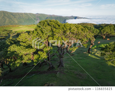 Aerial view of Fanal forest trees on Madeira island, Portugal Aerial view of Fanal forest trees on Madeira island, Portugal 116835815