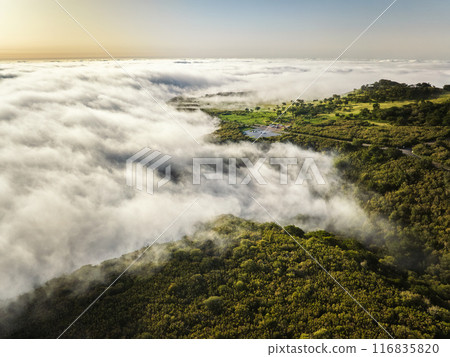 Aerial view of Fanal forest trees on Madeira island, Portugal 116835820