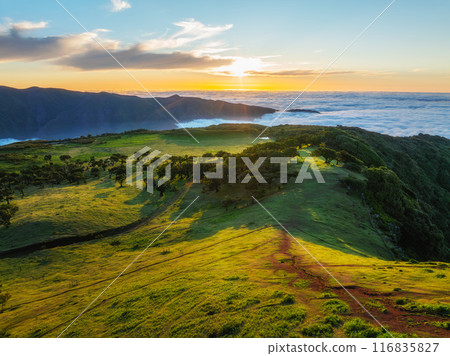 Aerial view of Fanal forest trees on Madeira island, Portugal Aerial view of Fanal forest trees on Madeira island, Portugal 116835827