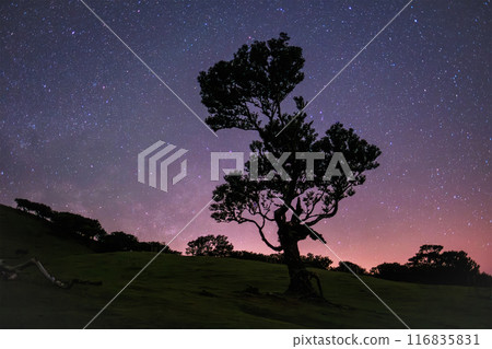 Fanal forest trees on Madeira island in night with starry sky, Portugal 116835831
