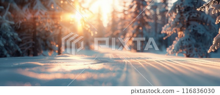 Snowy Forest Path at Sunset 116836030