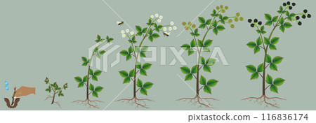 Cycle of growth of a blackberry plant, design element. Cycle of growth of a blackberry plant, design element. 116836174