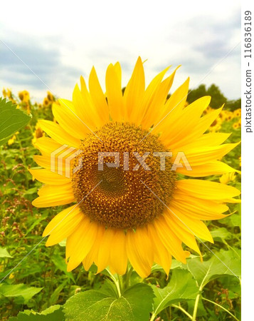 summer sunflowers 116836189