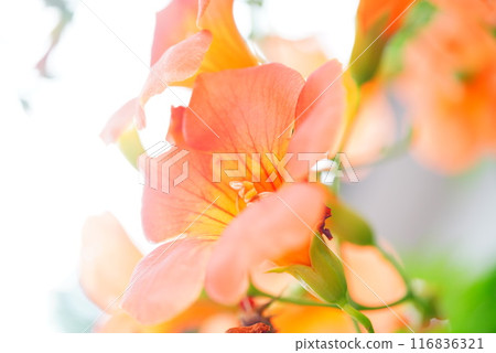 Orange trumpet vines shining in the summer sky, close-up, backlit, high-key. Orange trumpet vines shining in the summer sky, close-up, backlit, high-key. 116836321