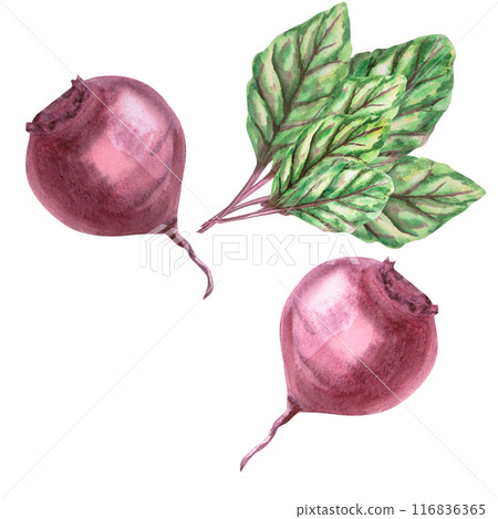 Set of beets and leaves in watercolor. Hand drawn harvest themed illustration for agricultural fairs, harvest shows, greengrocers, cookbooks. Illustration isolated from background Set of beets and leaves in watercolor. Hand drawn harvest themed illustration for agricultural fairs, harvest shows, greengrocers, cookbooks. Illustration isolated from background 116836365