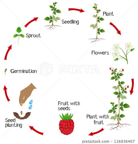 Life cycle of a raspberry plant on a white background. Life cycle of a raspberry plant on a white background. 116836407