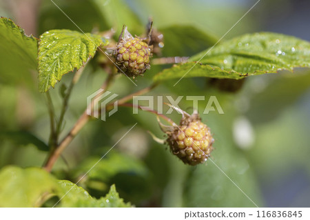 raspberry bush in the garden before the berries ripen 116836845