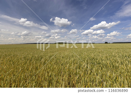 a field with wheat that turns from green to yellow during ripening 116836890