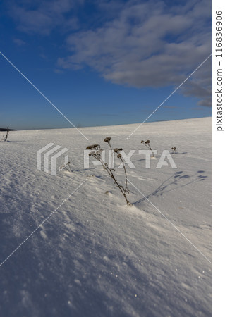 drifts of pure white snow after a snowfall 116836906