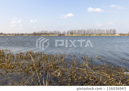 the lake and plants growing on the shore in the spring 116836943