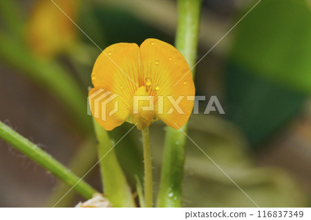 花生花 花生花 116837349