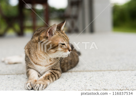 tabby old fat cat tabby old fat cat 116837534