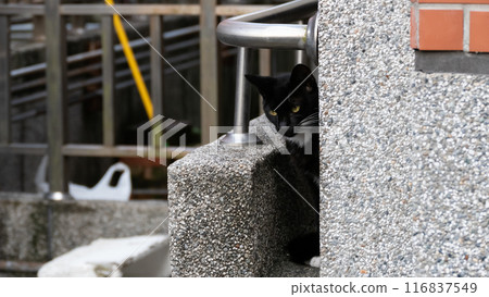 black and white cat at street 116837549