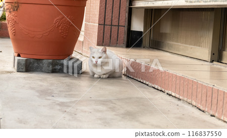 cautiously stray white cat 116837550