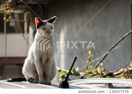 wild aggressive black and white cat wild aggressive black and white cat 116837576
