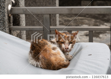 stray cat was sick 116837613