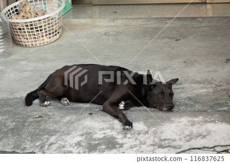 Taiwanese black dog Taiwanese black dog 116837625