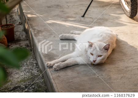 domestic white cat sleep 116837629