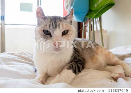 domestic gray cat domestic gray cat 116837649