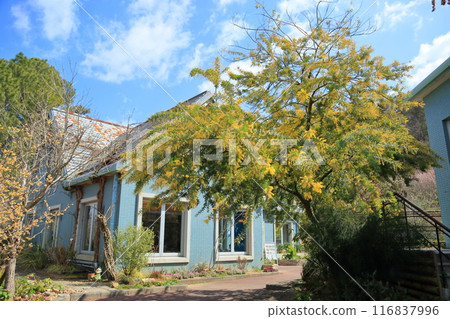 相思花盛開 116837996