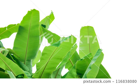 Cut out of banana tree and leaves with clipping path on white background. Cut out of banana tree and leaves with clipping path on white background. 116838080