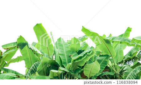 Cut out of banana tree and leaves with clipping path on white background. Cut out of banana tree and leaves with clipping path on white background. 116838094