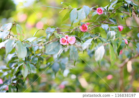 山茶花玫瑰花 116838197