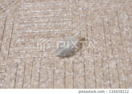 Fallen bird feather Fallen bird feather 116838222