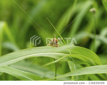 Plantain flower and bee 116838509