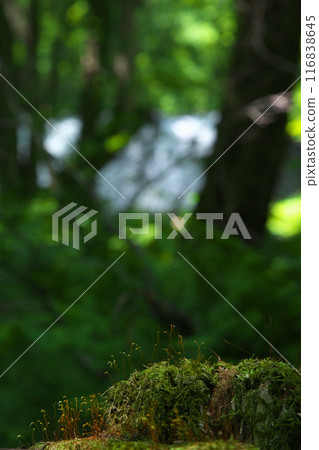 Moss of Oirase 1 Moss of Oirase 1 116838645