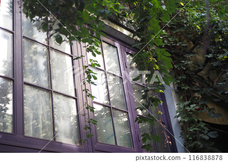 A charming ivycovered window is surrounded by purple, displaying the beauty of nature 116838878