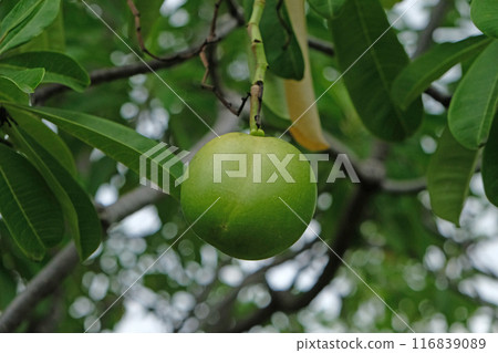 Cerbera odollam fruit and commonly known as the suicide tree Cerbera odollam fruit and commonly known as the suicide tree 116839089