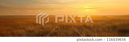 A field of tall grass with a few trees in the background 116839656