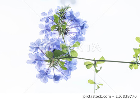 藍莓在炎熱的夏天開出清涼的花朵 藍莓在炎熱的夏天開出清涼的花朵 116839776